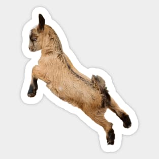 Bouncing Baby Goat 7 Sticker